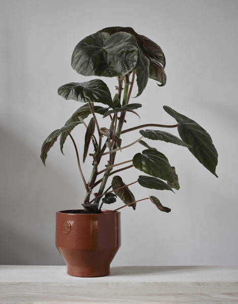 Edge Pot by Skagerak, showing edge pot in live shot.