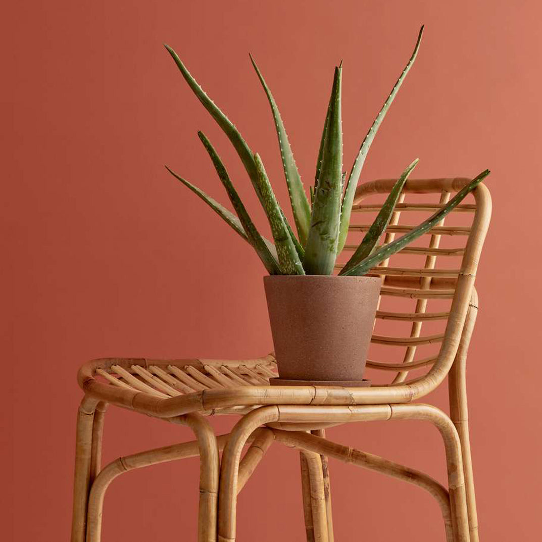 Peak Rattan Dining Chair by Cane-Line, showing peak rattan dining chair in live shot.